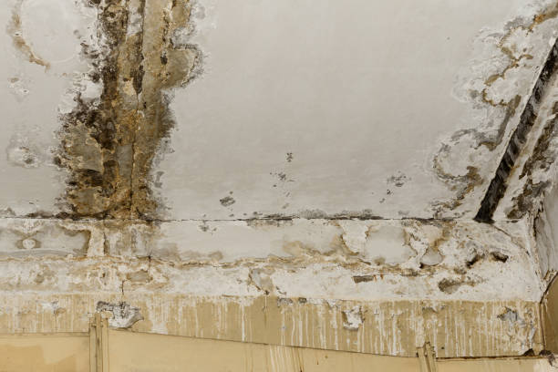 Best Comprehensive Air Testing for Mold Contaminants  in Tega Cay, SC