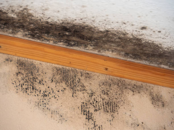 Best Emergency Mold Remediation  in Tega Cay, SC