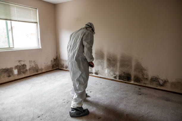 Best Mold Removal for HVAC Installations  in Tega Cay, SC