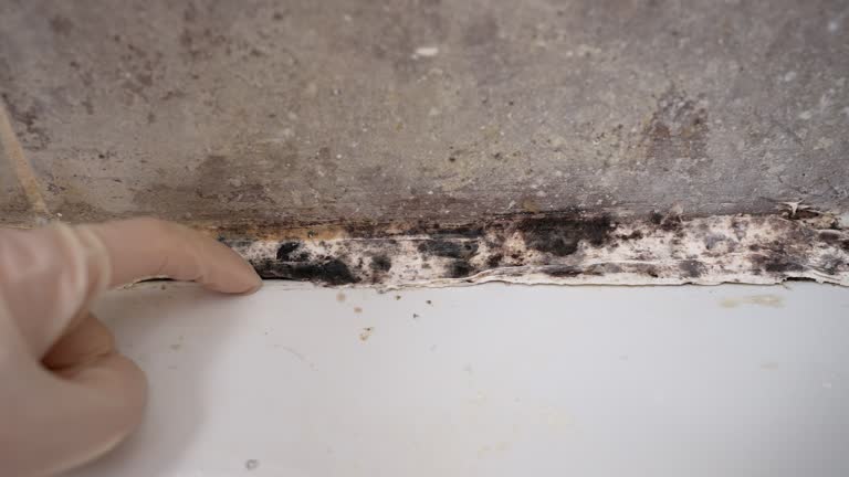 Best Airborne Mold Testing  in Tega Cay, SC
