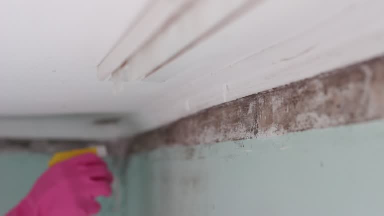 Best Mold Damage Restoration  in Tega Cay, SC